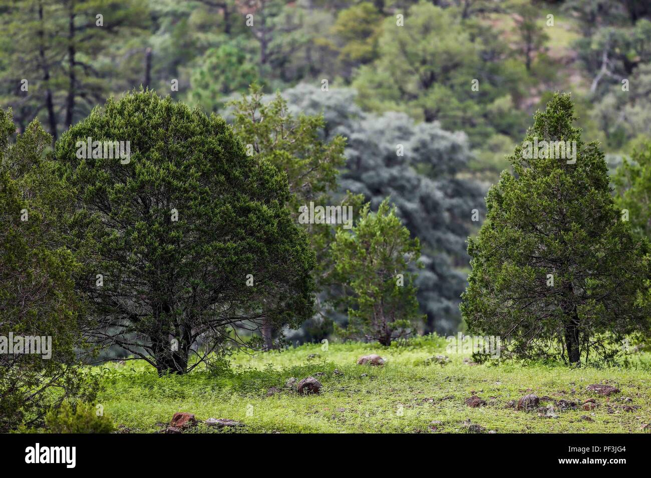 bosque de pino, encino, alamo. pine forest, oak, alamo ..... ................. .................  Expedición Discovery Madrense de GreaterGood ORG que recaba datos que  sirven como información de referencia para entender mejor las relaciones biológicas del Archipiélago Madrense y se usan para proteger y conservar las tierras vírgenes de las Islas Serranas Sonorenses. Expedición binacional aye une a colaboradores  de México y Estados Unidos con experiencias y especialidades de las ciencias biológicas  variadas, con la intención de aprender lo más posible sobre Mesa de Tres Ríos, la porción más  Stock Photo