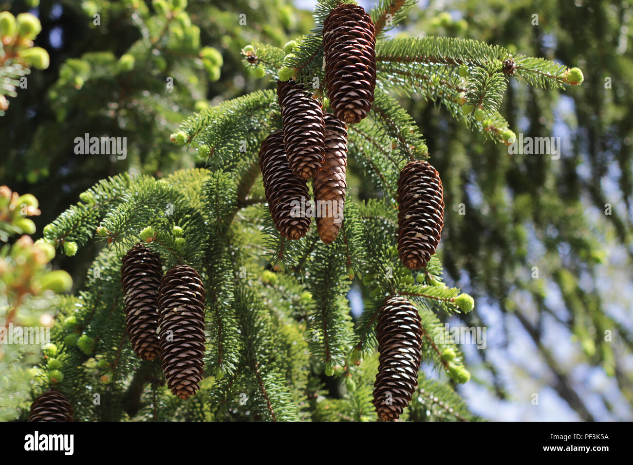 Pine cones hanging in a pine tree Stock Photo - Alamy