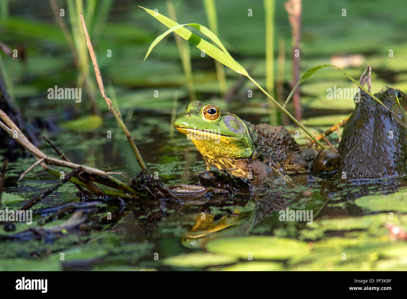 American Bullfrog (Lithobates catesbeianus) - Indian Point Trail - Garden of the Gods, Shawnee National Forest, Illinois, USA Stock Photo