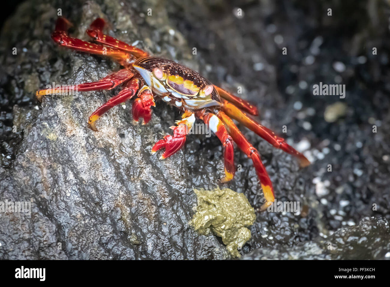 Sally lightfoot crab (Grapsus Grapsus)Grapsidae in the Galapagos Stock Photo