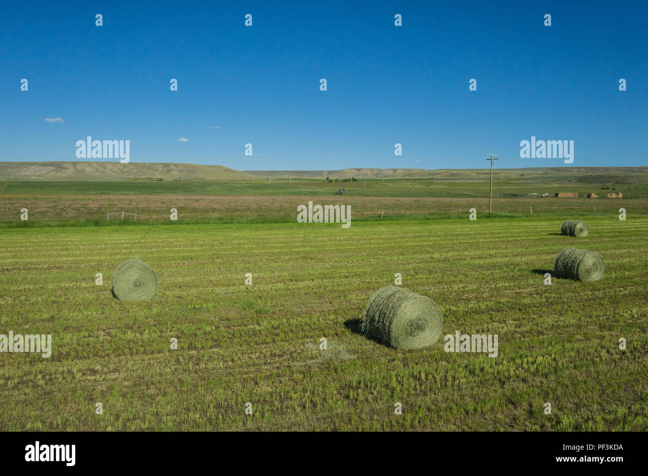 Green hay bales lay on a field of a farm in Wyoming Stock Photo Alamy