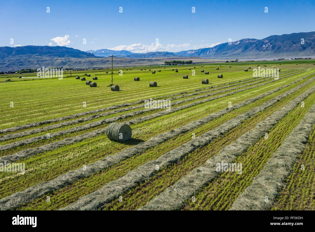 View of cut green hay and hay bales in a farm field Stock Photo Alamy