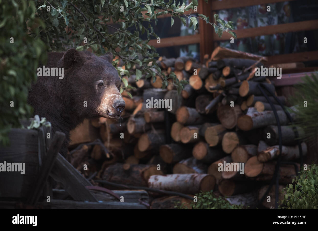 Bear Walking and firewood Stock Photo