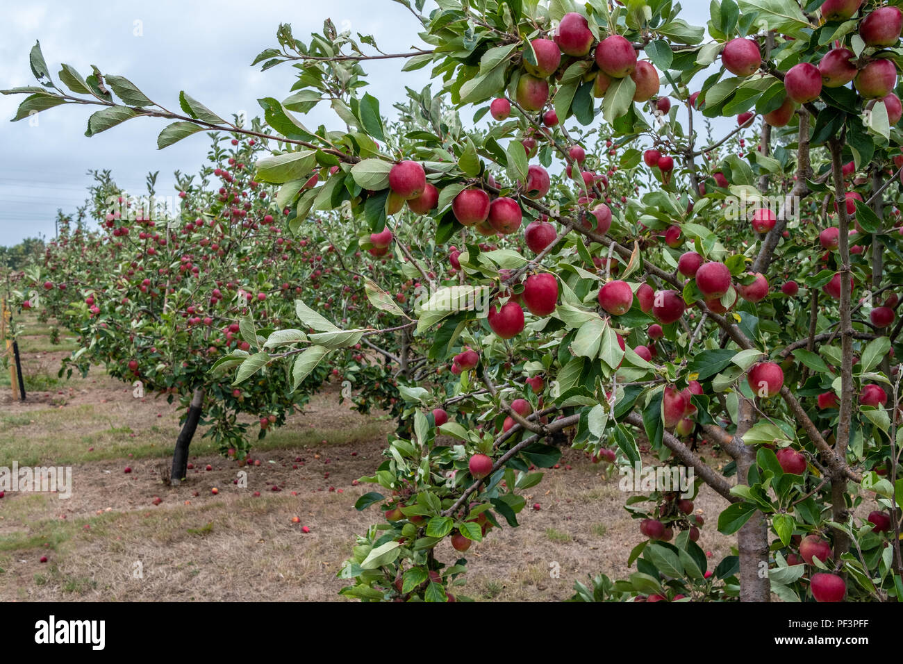 Apples growing in orchard in Somerset used for making cider Stock Photo