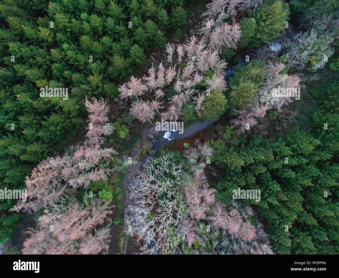 Kerosene Creek seen from above Stock Photo