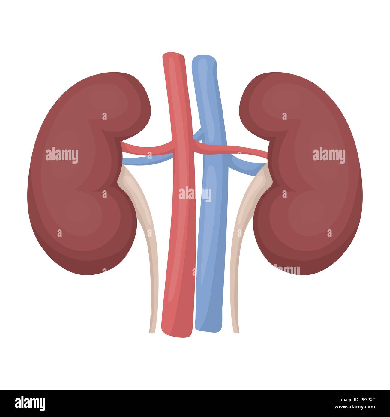 Kidney icon in cartoon style isolated on white background. Organs ...