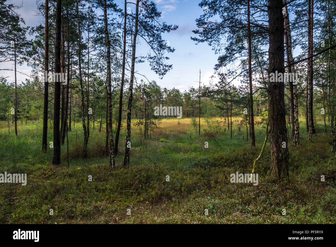 Summer wild wilderness nature hi-res stock photography and images - Alamy