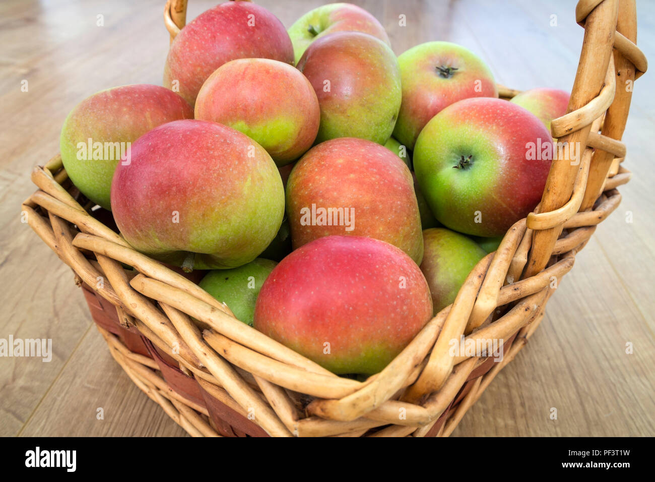 A Freshly Picked Basket of Discovery (Malus domestica) Apples. Stock Photo