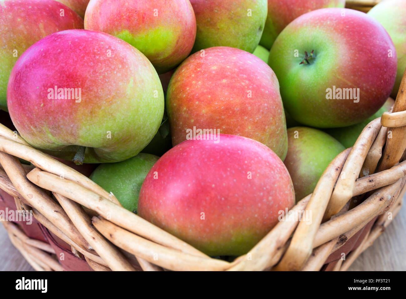 A Freshly Picked Basket of Discovery (Malus domestica) Apples. Stock Photo