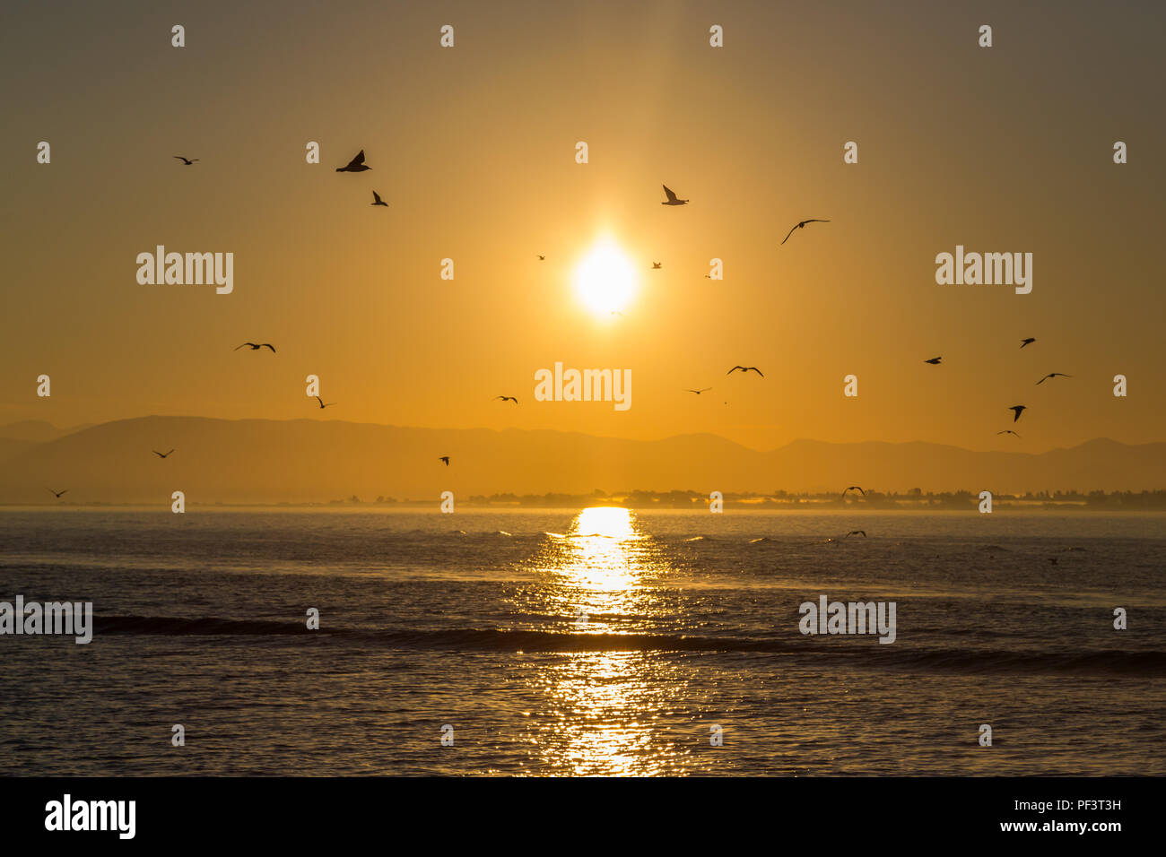 silhouette of natural flying sea gull birds at dawn, ionic sea cost, greece Stock Photo