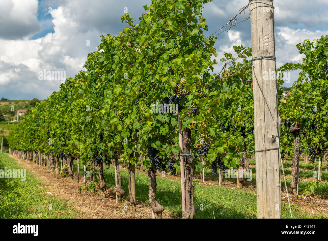 Vineyards with rows of grapevine in Gorska Brda, Slovenia Stock Photo
