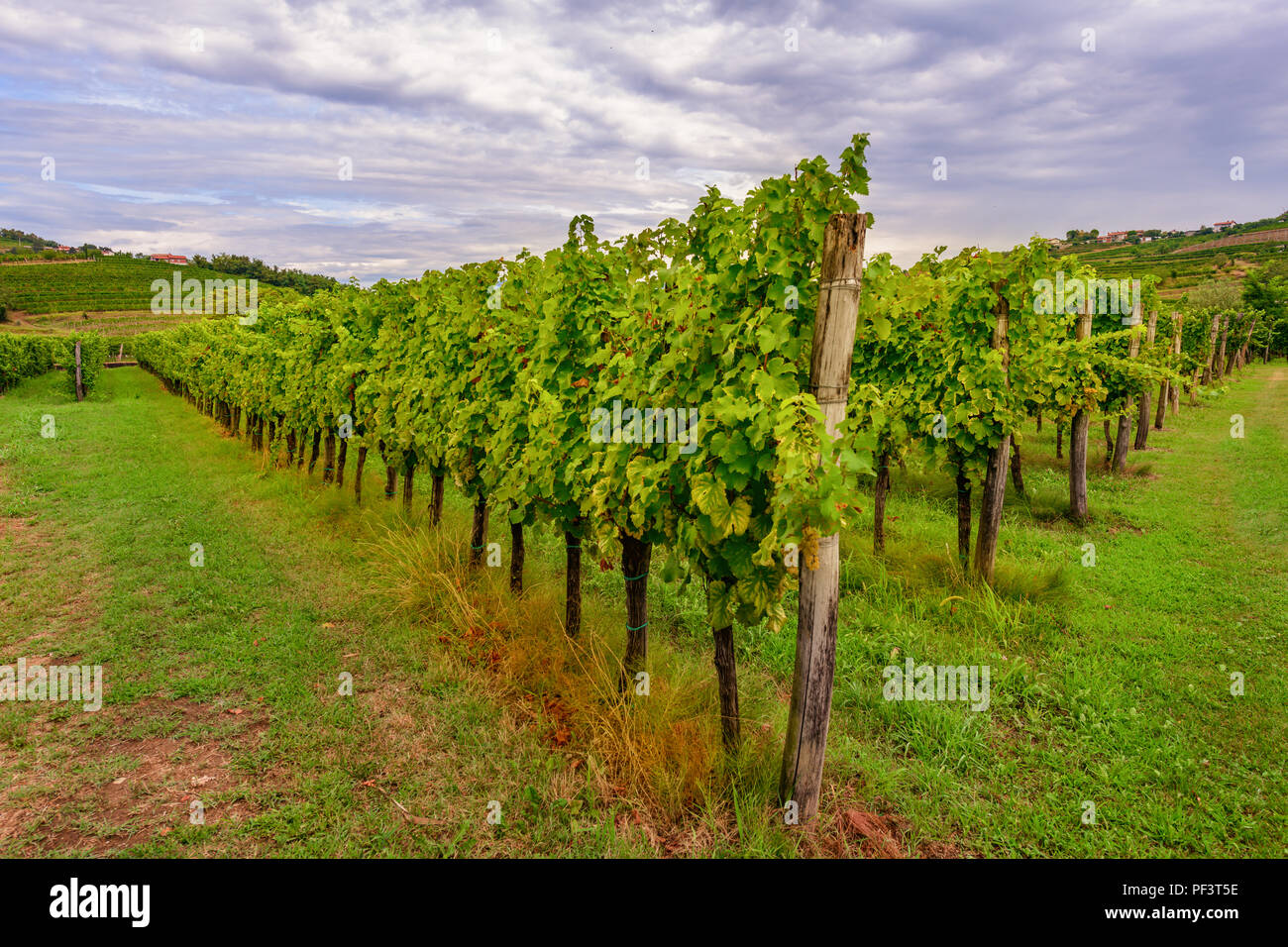 Vineyards with rows of grapevine in Gorska Brda, Slovenia Stock Photo