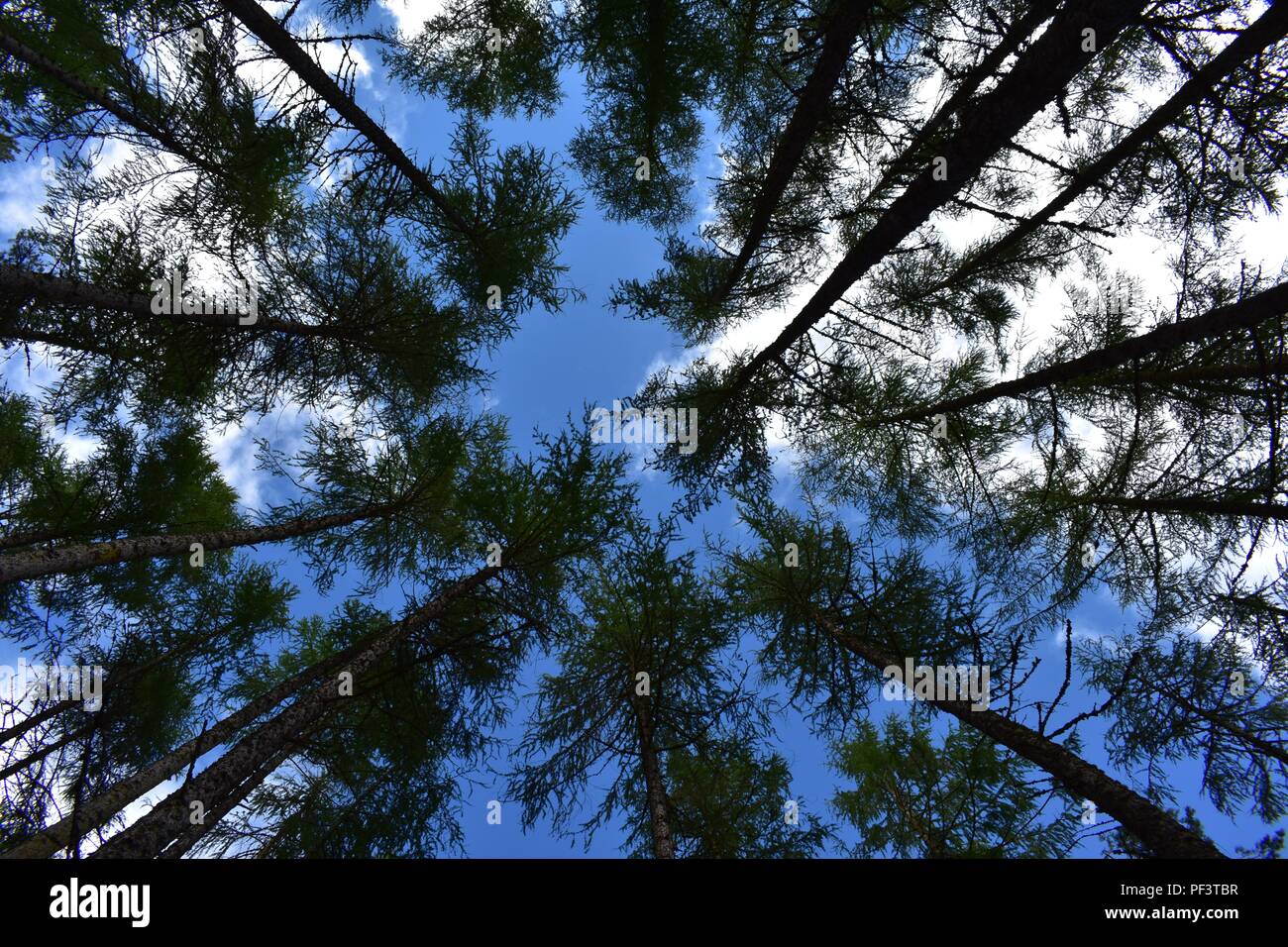 Scots Pine Trees at Rogie Falls, A835, Strathpeffer, Scotland Stock Photo