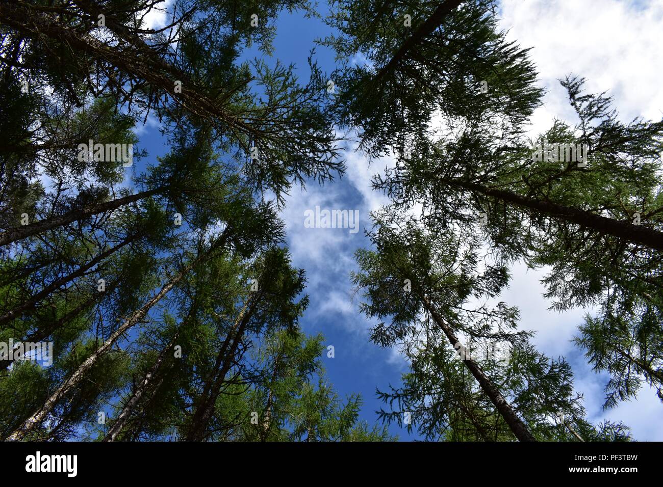 Scots Pine Trees at Rogie Falls, A835, Strathpeffer, Scotland Stock Photo