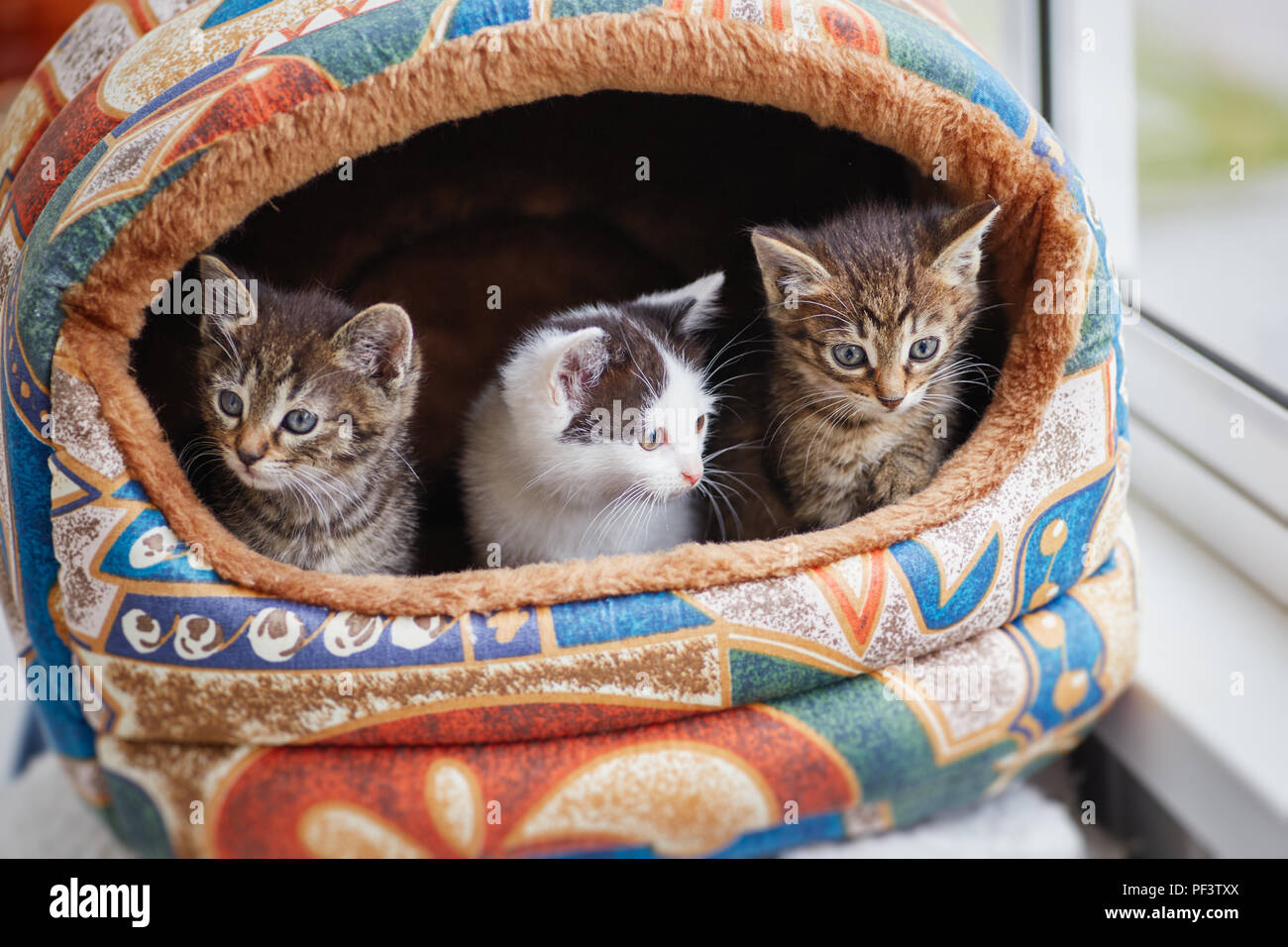 Picture of Three small kittens, peep out of their house Stock Photo - Alamy