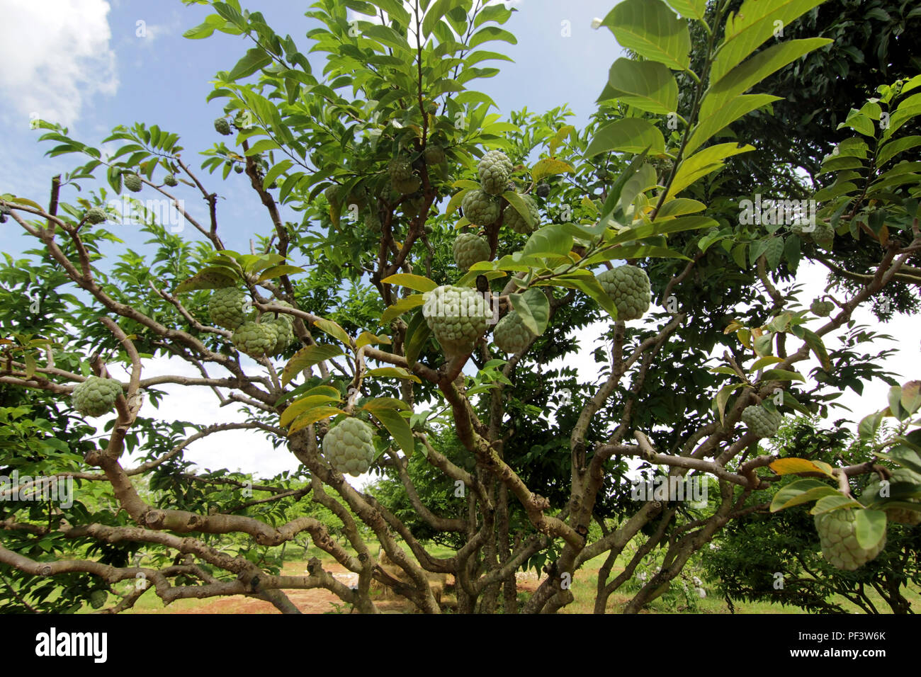 custard apple fruit on tree in organic farm Stock Photo