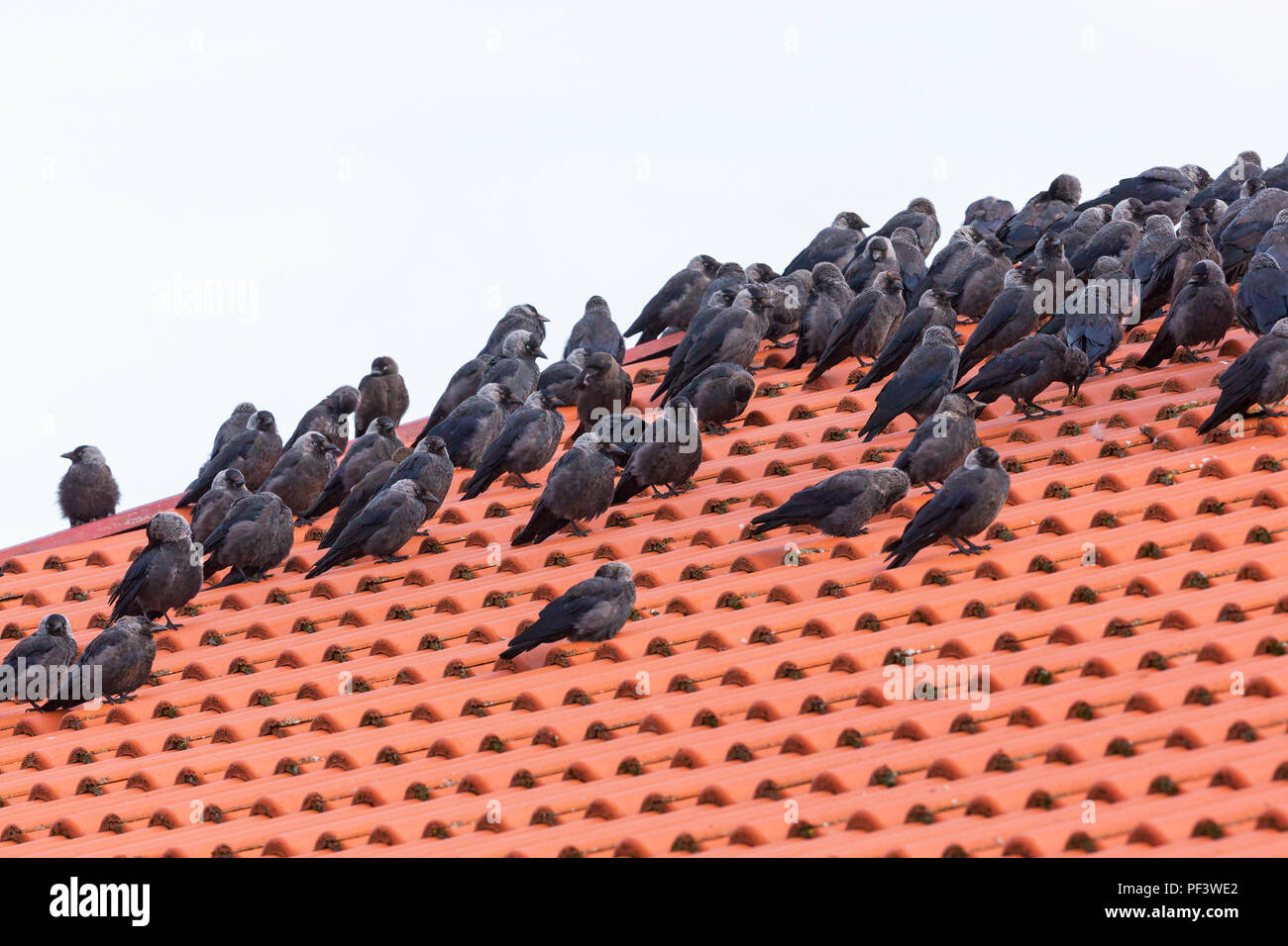 Flock with Jackdaws sitting on a roof Stock Photo