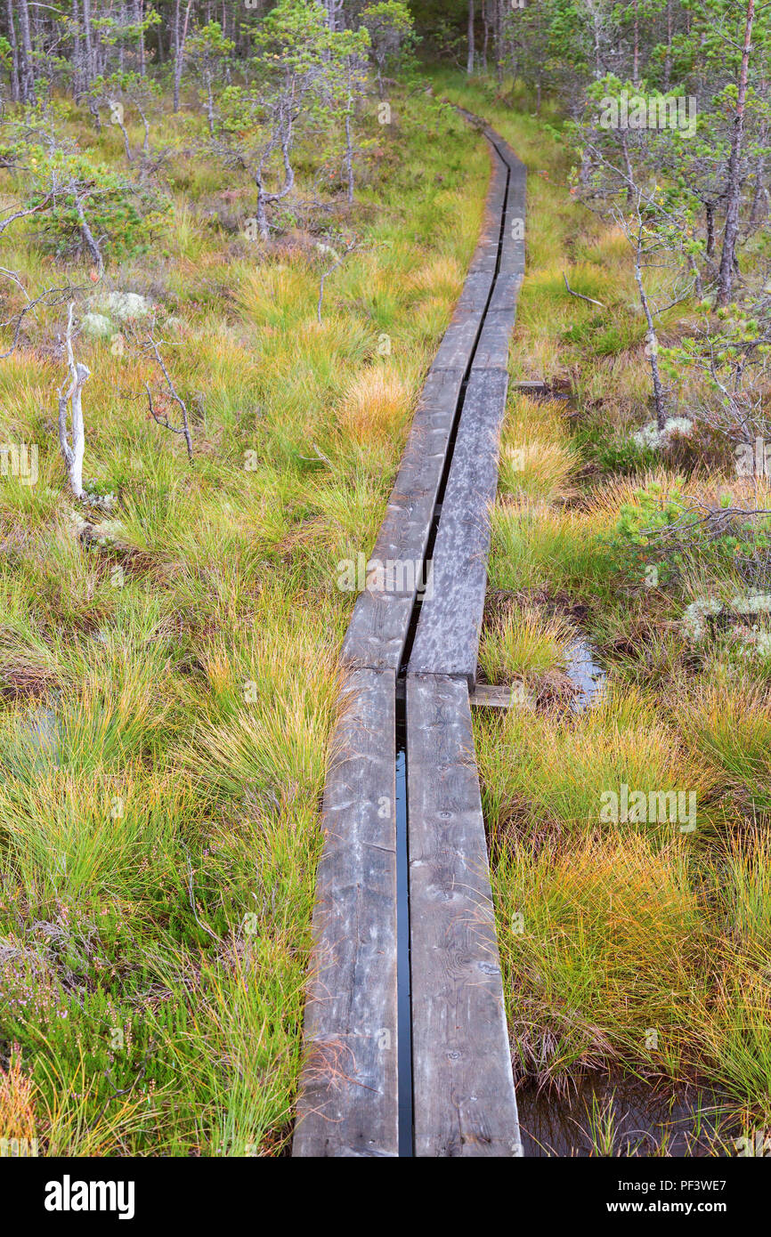 Hiking trail on planks that crosses the bog Stock Photo