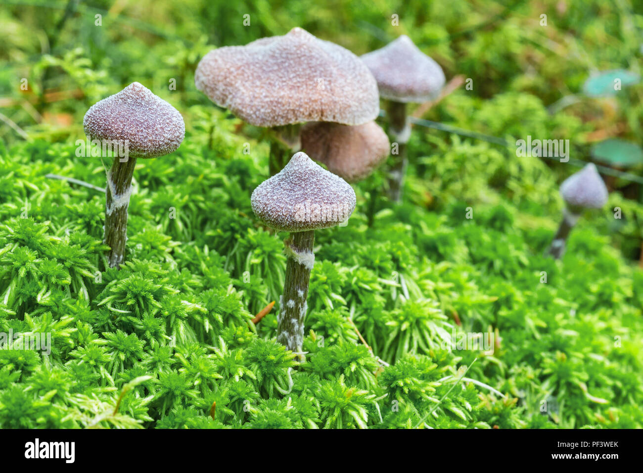 Cortinarius paleiferus fungus growing in the green moss Stock Photo