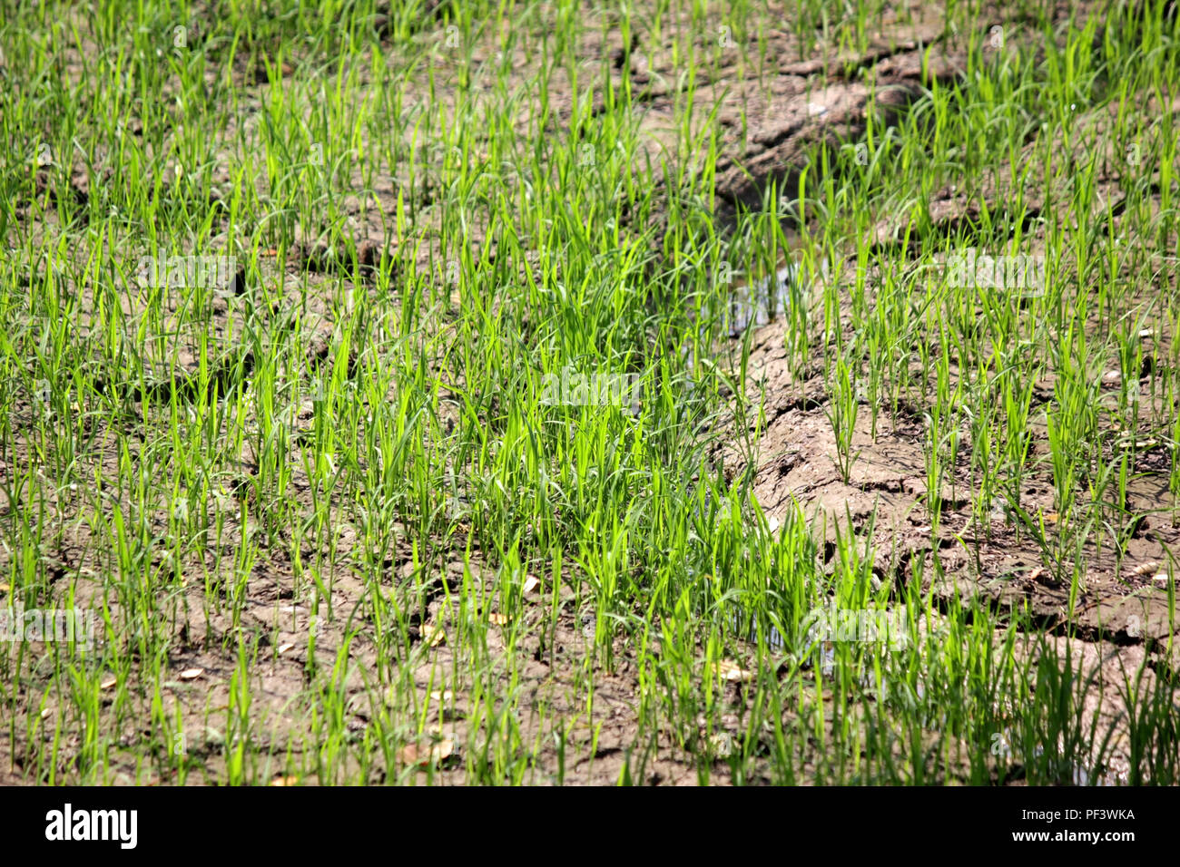 Yong Rice Young rice plant hi-res stock photography and images - Alamy