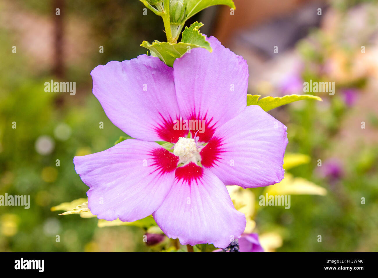 image of a beautiful flower Chinese hibiscus purple Stock Photo