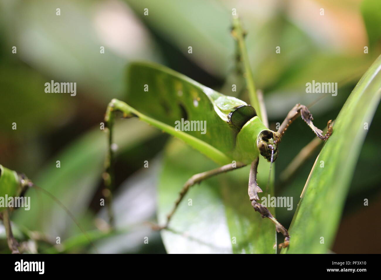 Green insect looks like leaf hires stock photography and images Alamy