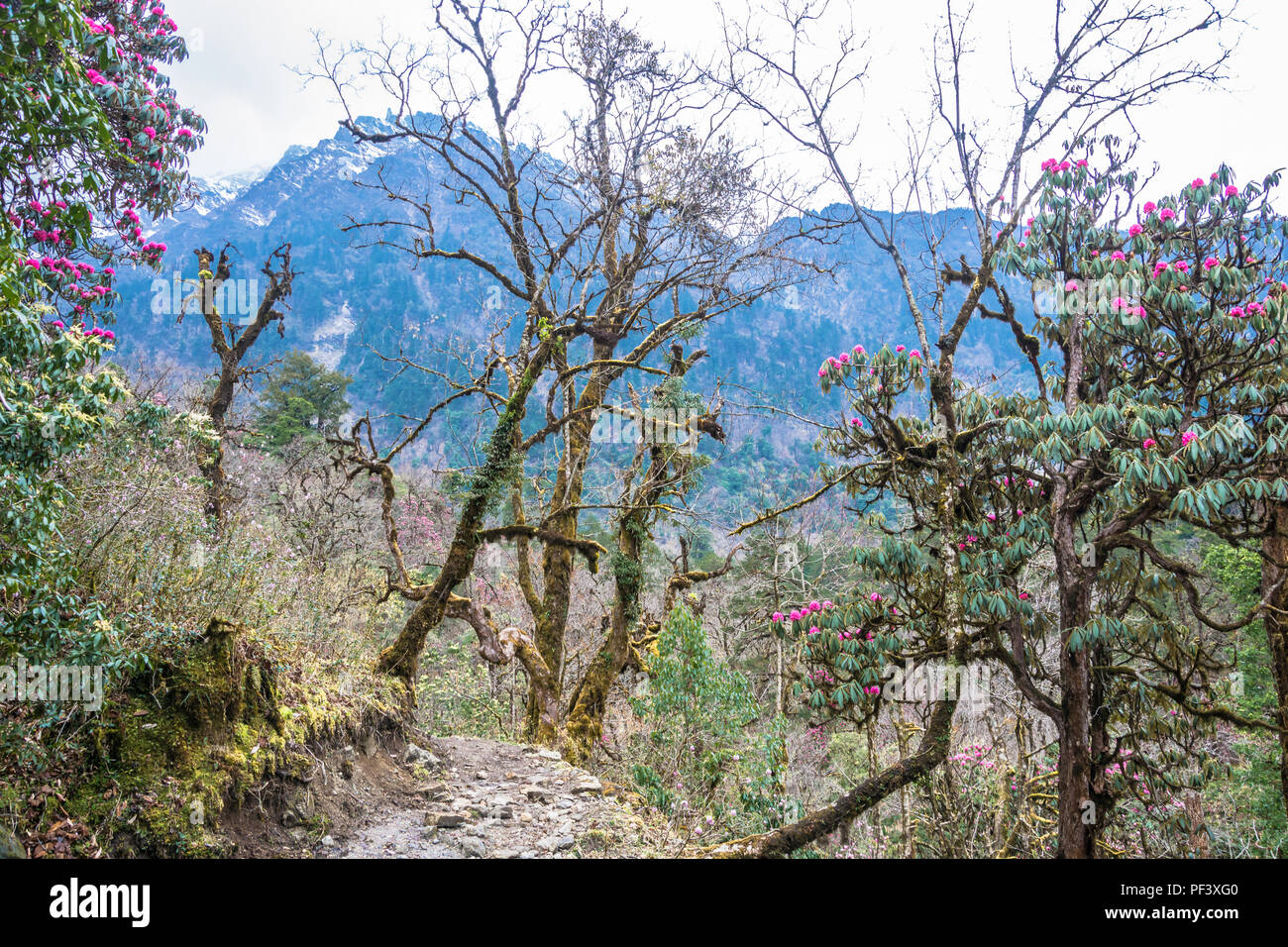 Beautiful landscape in rhododendron forest on spring day, Nepal Stock Photo  - Alamy
