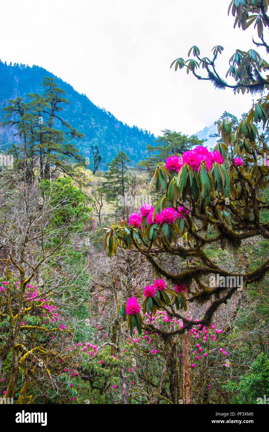 Nepal tree blossom flowers hi-res stock photography and images - Alamy