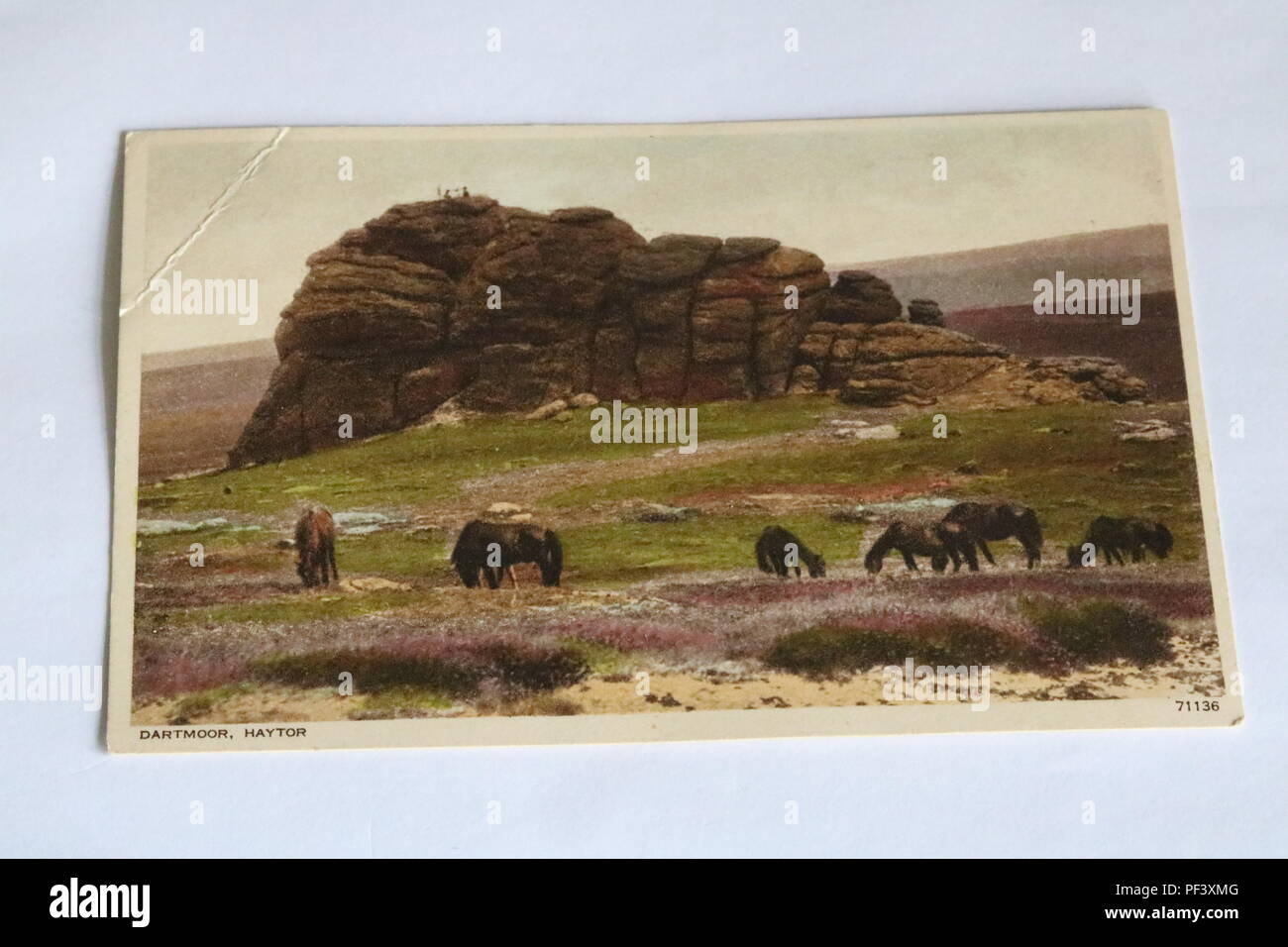 Early colour postcard showing Dartmoor, Haytor, Devon, UK - Horses grazing Stock Photo