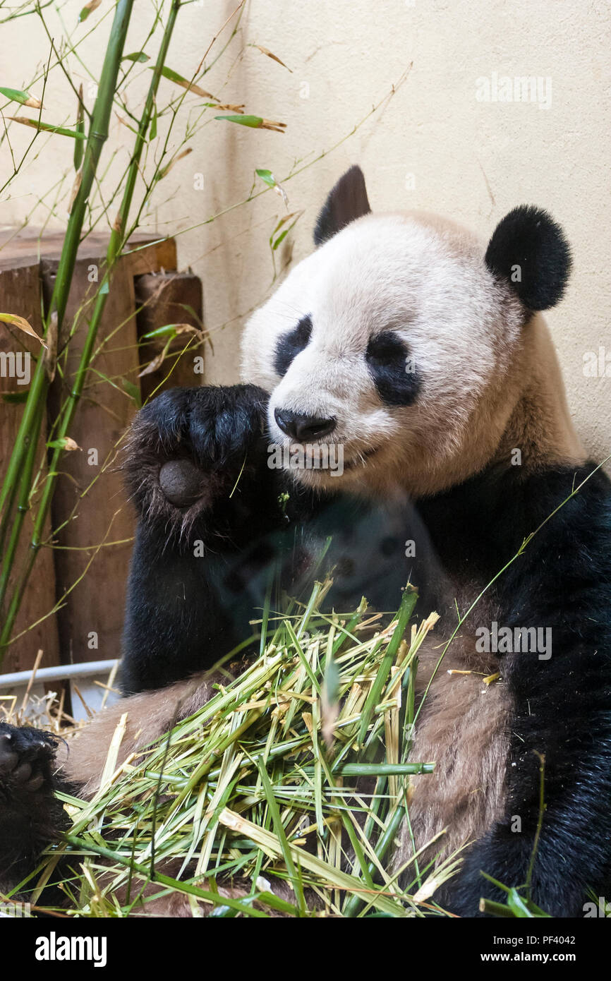 Giant Panda at Edinburgh Zoo Stock Photo - Alamy