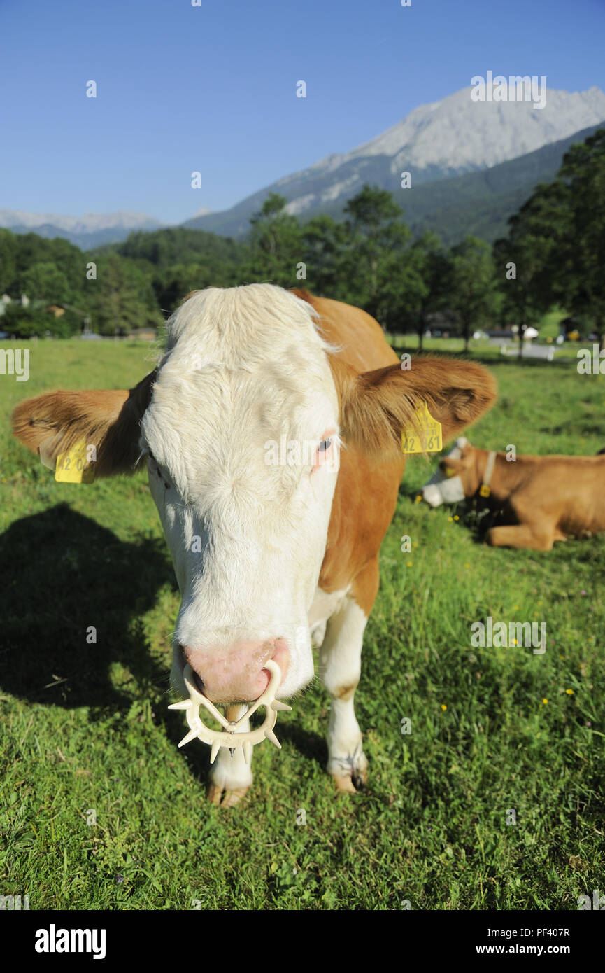 braune bayerische Rinder auf Wiese, Berchtesgadener Land, Oberbayern, Bayern, Deutschland | typical bavarian cattle on a meadow, Bavaria, Germany Stock Photo