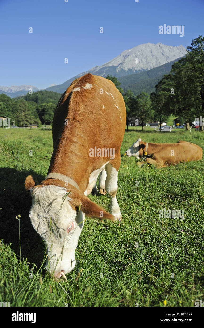 braune bayerische Rinder auf der Wiese, Berchtesgadener Land, Oberbayern, Bayern, Deutschland, Europa | typical bavarian cattle on a meadow, district  Stock Photo