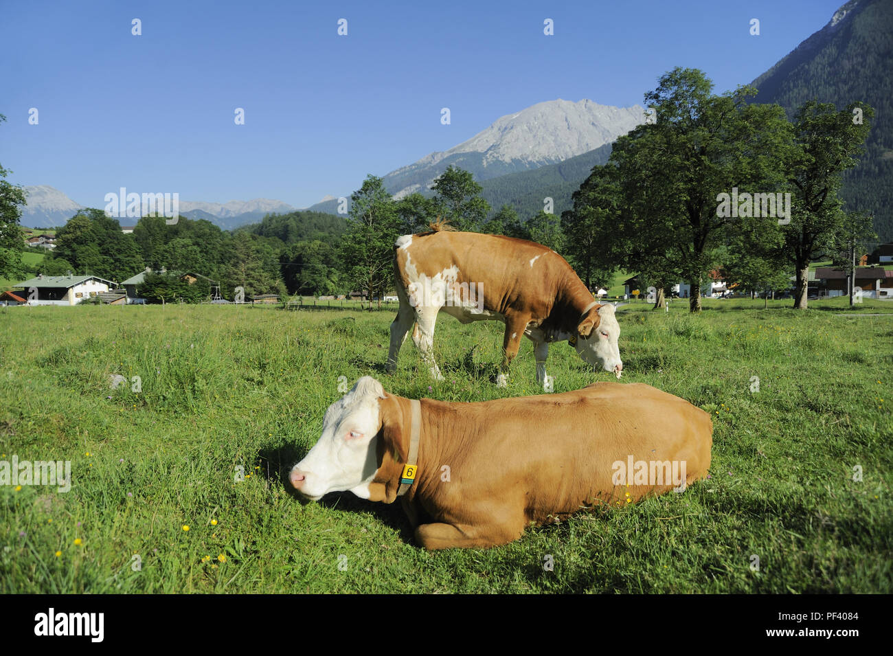 braune bayerische Rinder, Berchtesgadener Land, Oberbayern, Bayern, Deutschland | typical bavarian cattle on a meadow,. Bavaria, Germany Stock Photo