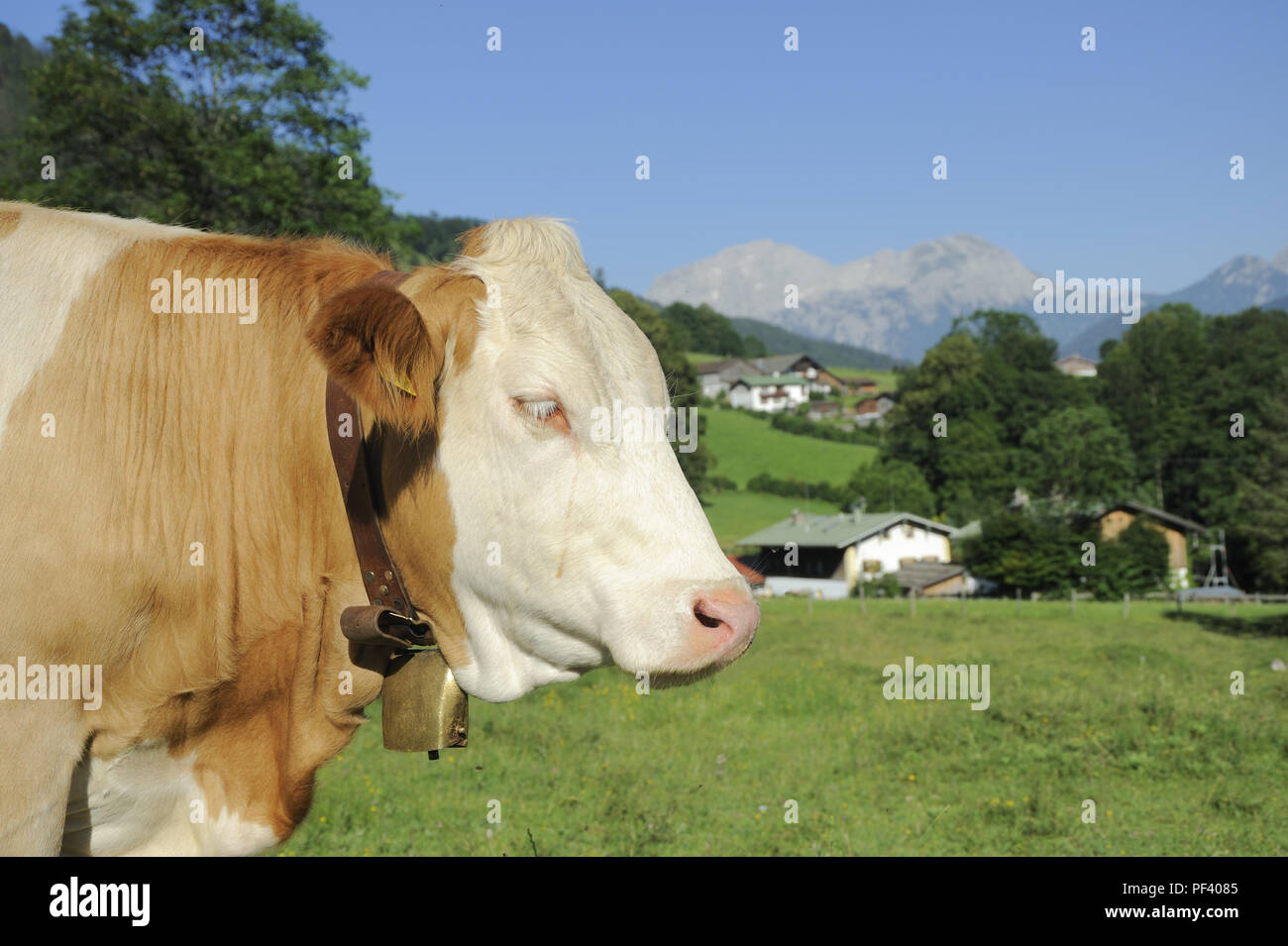 braune bayerische Rinder, Berchtesgadener Land, Oberbayern, Bayern, Deutschland | typical bavarian cattle on a meadow,. Bavaria, Germany Stock Photo