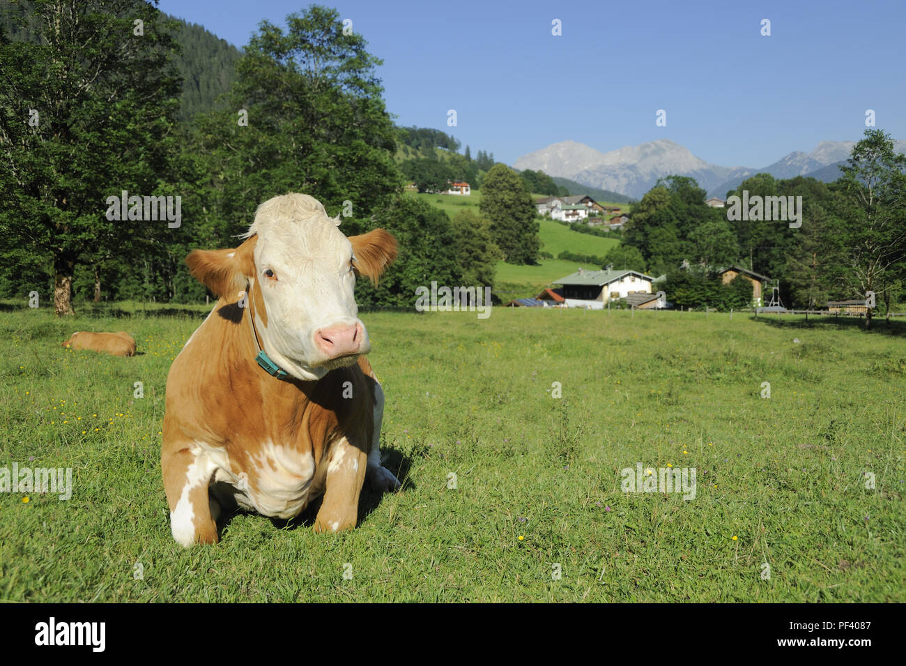 braune bayerische Rinder, Berchtesgadener Land, Oberbayern, Bayern, Deutschland | typical bavarian cattle on a meadow,. Bavaria, Germany Stock Photo