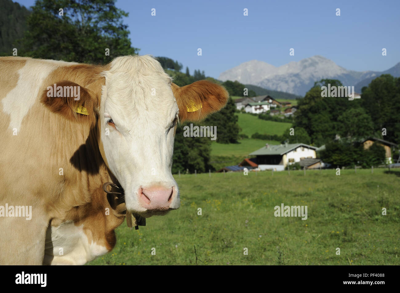 braune bayerische Rinder, Berchtesgadener Land, Oberbayern, Bayern, Deutschland | typical bavarian cattle on a meadow,. Bavaria, Germany Stock Photo