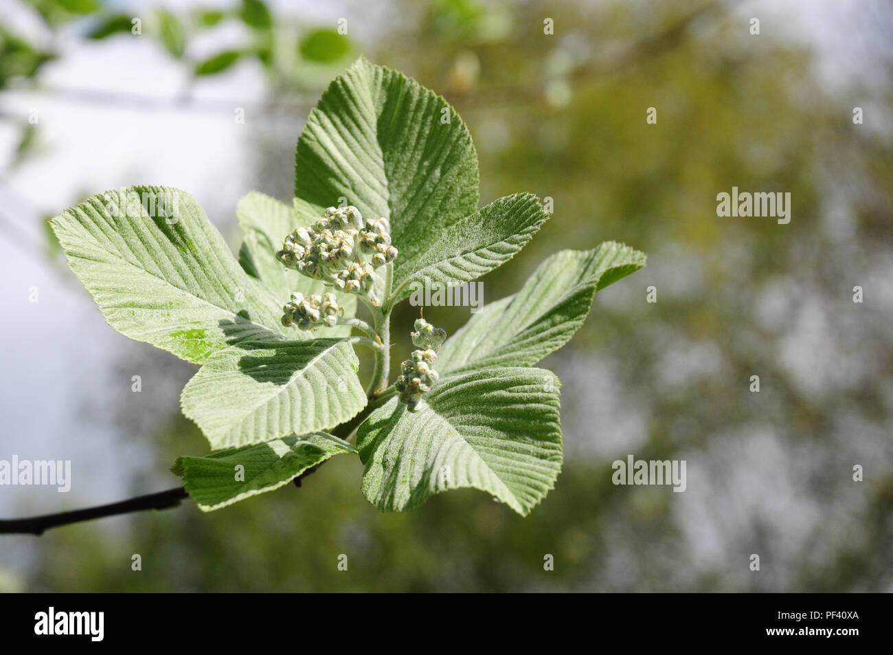 Leaves and budding flowers of Whitebeam tree.  Sorbus aria. Stock Photo