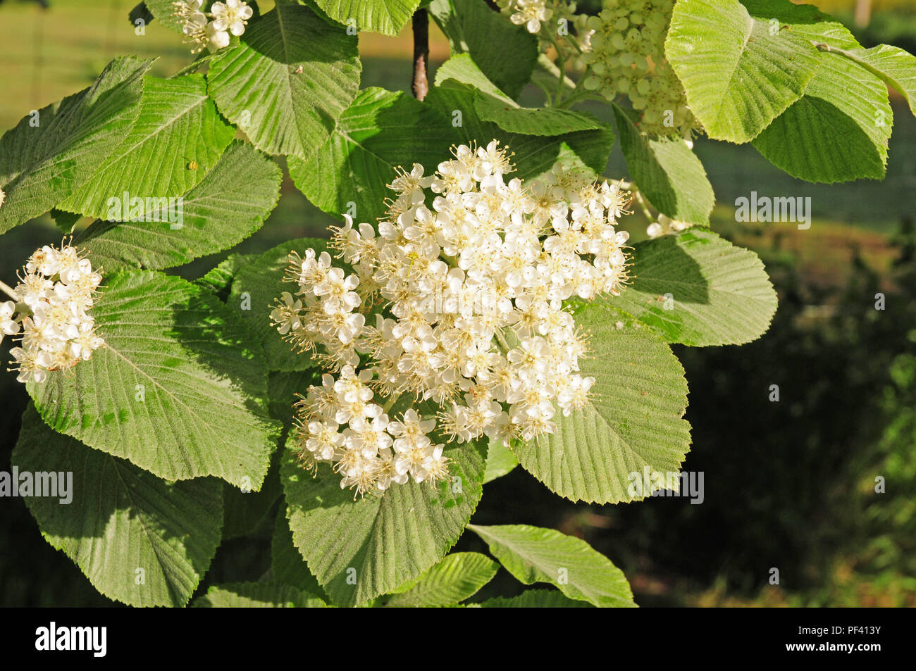 Opened flowers of Whitebeam tree Stock Photo