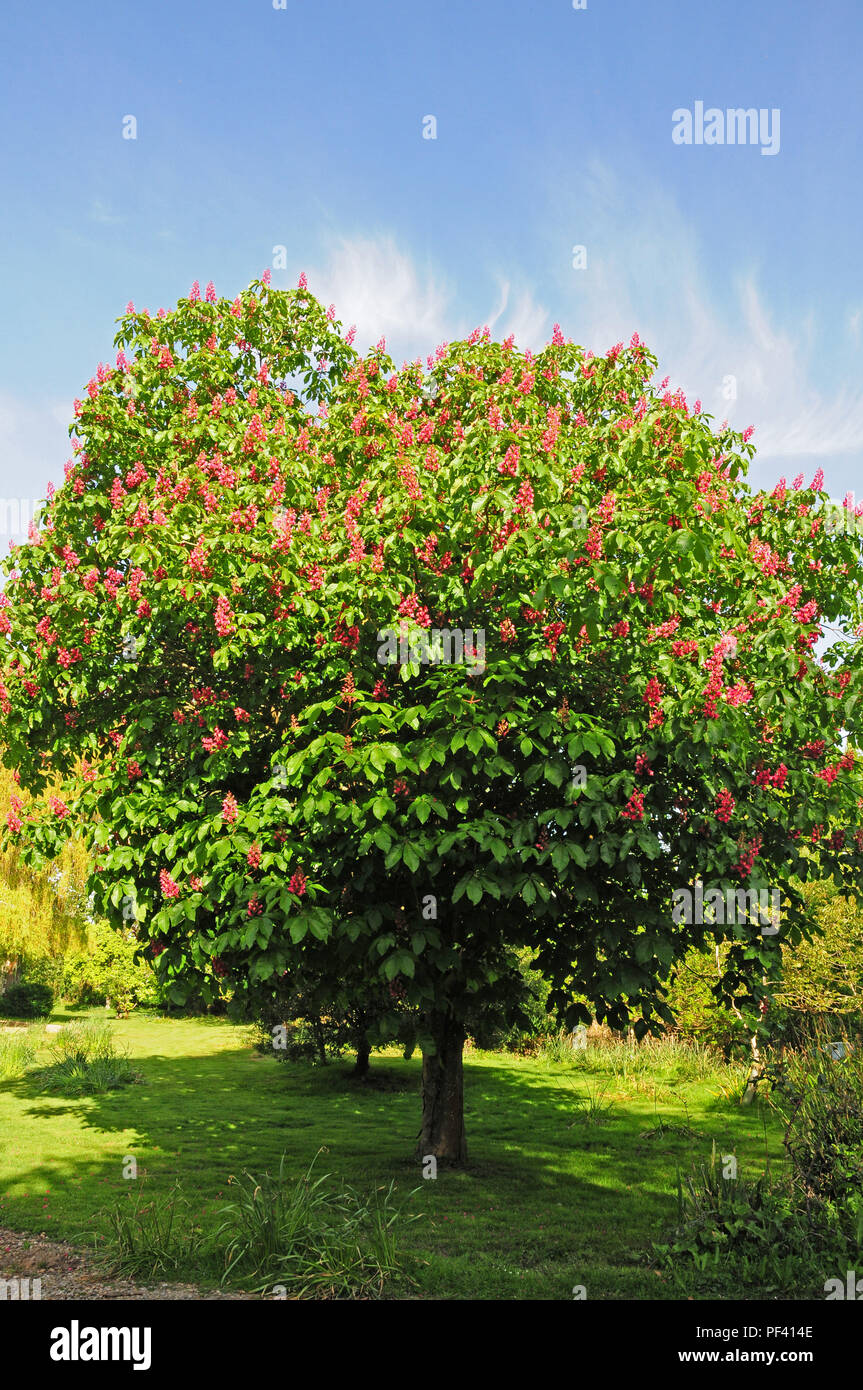 Red Horsechestnut tree, Aesculus x carnea, in bloom. Stock Photo