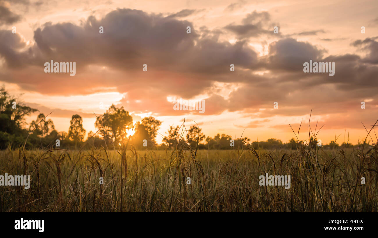 sunset over rice field with tree and cloud background in Thailand. Stock Photo
