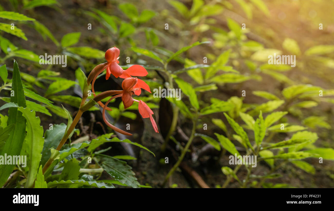 orange  Habenaria rhodocheila hance wild orchid at waterfall in Thailand Stock Photo