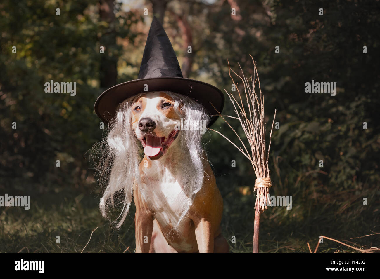 Beautiful dog with broomstick dressed up for halloween as friendly forest witch. Portrait of cute staffordshire terrier puppy in masquerade costume wi Stock Photo