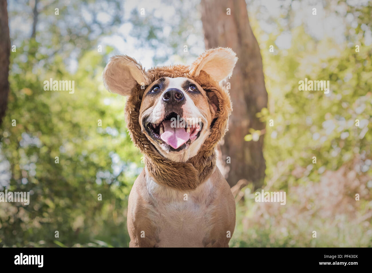 Funny Dog Portrait In Bear Hat Photographed Outdoors Happy Smiling