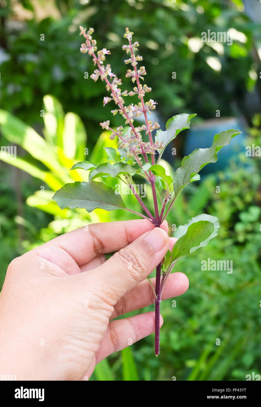 Vegetable and Herb, Gardener Holding Fresh Oganic Holy Basil, Ocimum Sanctum or Tulsi Plant with