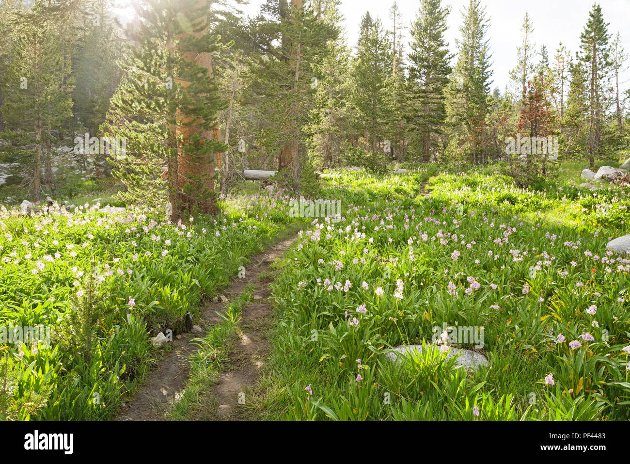 Pacific Crest Trail going through a field of Sierra shooting star flowers in Kings Canyon National Park California Stock Photo