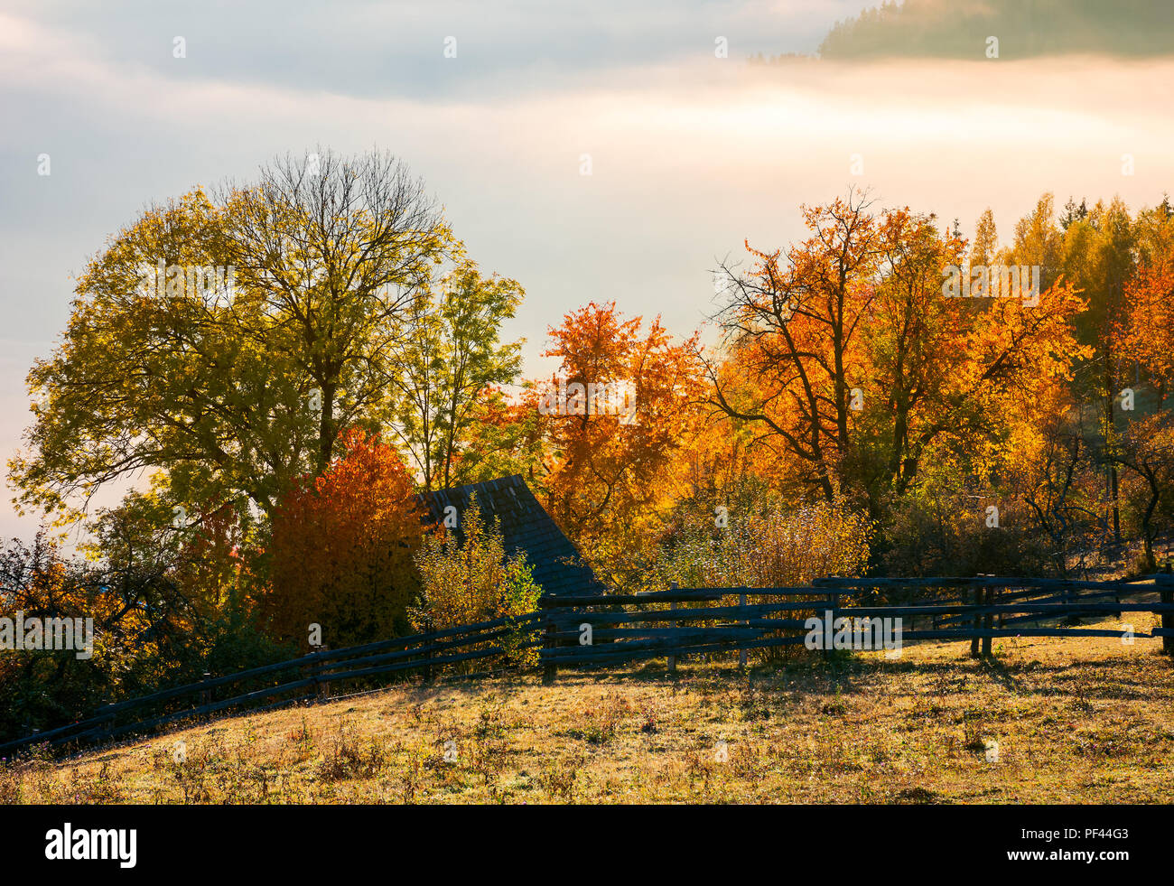 orchard in colorful foliage. beautiful rural scenery in mountains at foggy sunrise Stock Photo
