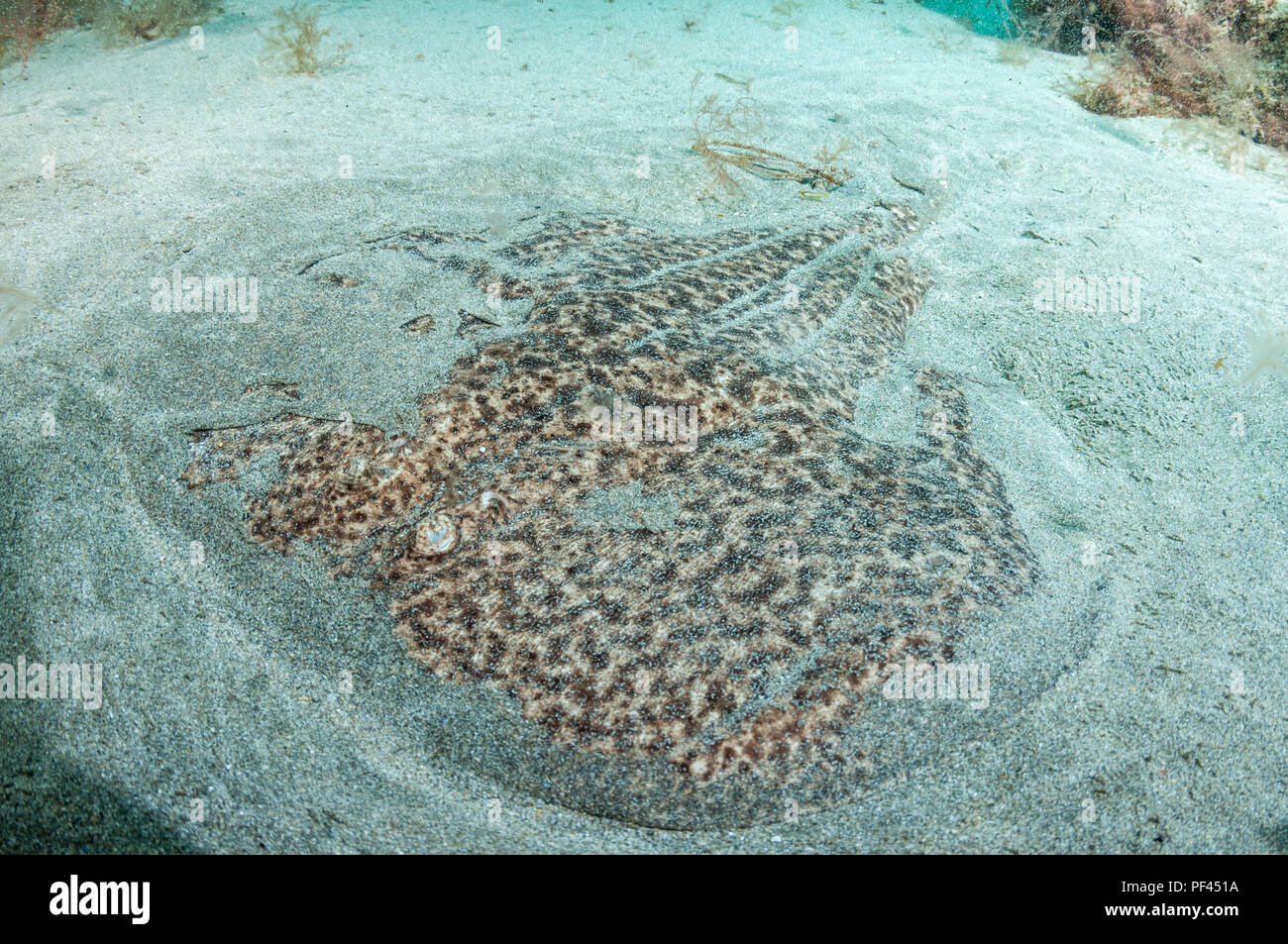 Marbled electric ray, Torpedo marmorata, sandy bottom, La Graciosa, Canary Islands, Spain Stock Photo