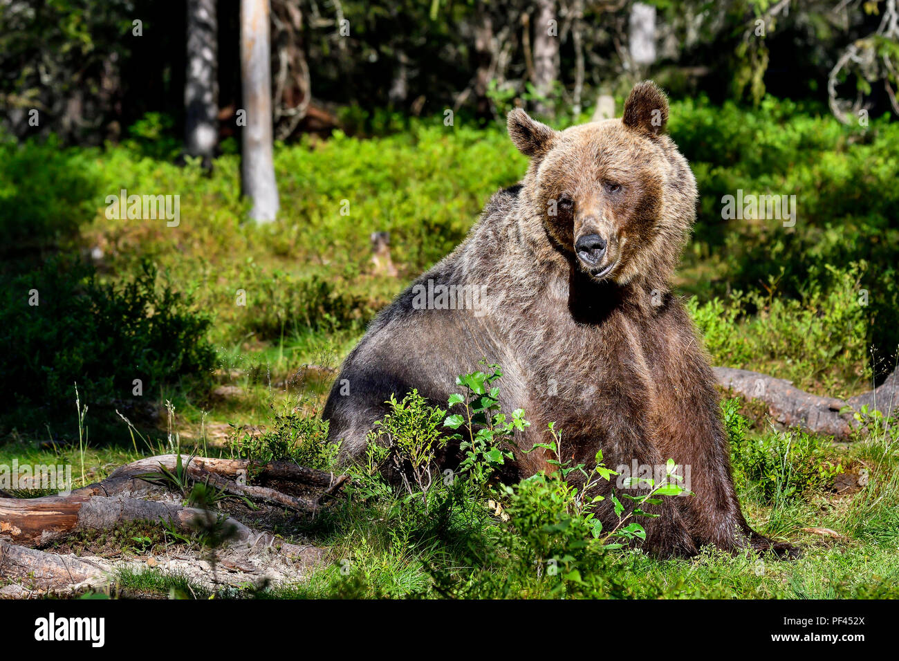 Brown bear is sitting in the forest Stock Photo - Alamy