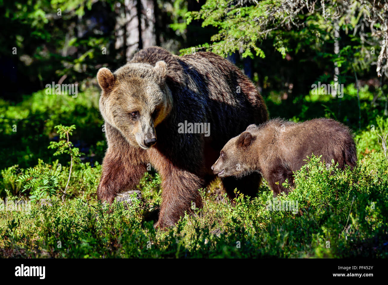 Brown bear mom with a cub in the forest. Stock Photo