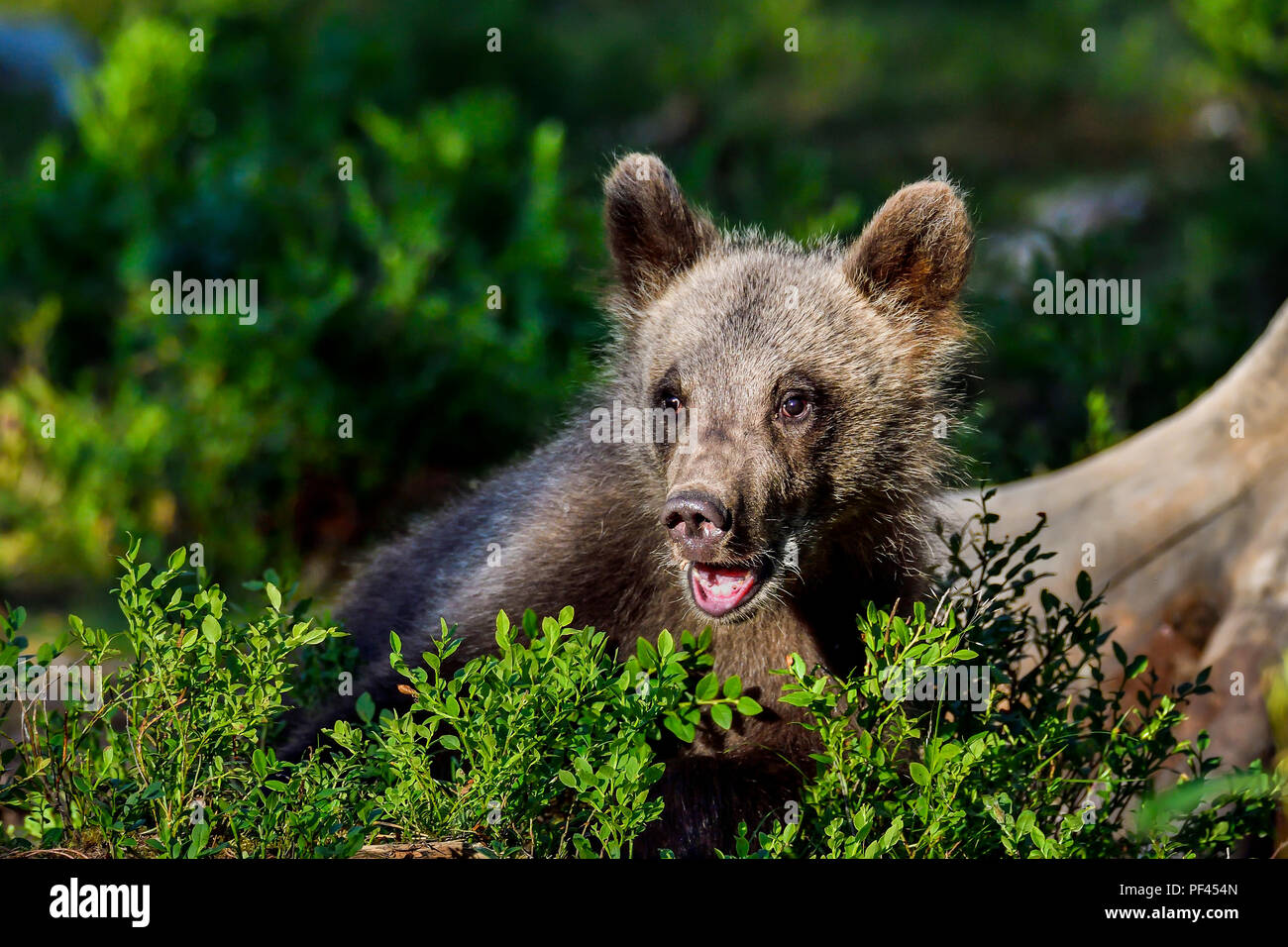 Brown bear cub is looking surprised. Stock Photo